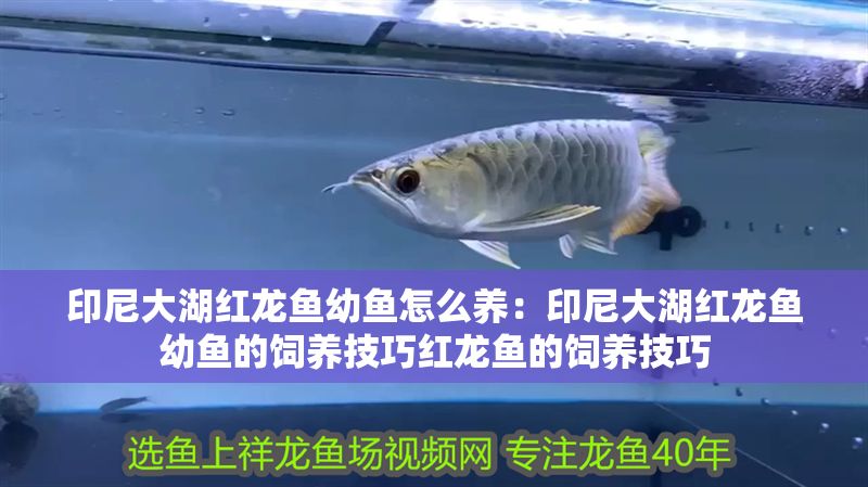 印尼大湖紅龍魚幼魚怎么養：印尼大湖紅龍魚幼魚的飼養技巧紅龍魚的飼養技巧