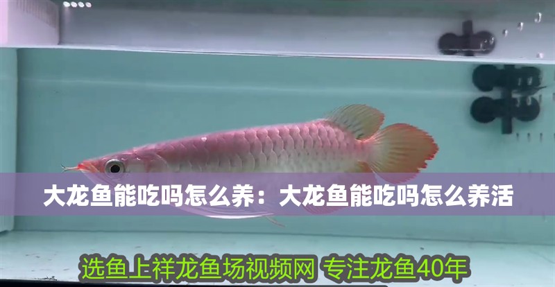 大龍魚能吃嗎怎么養：大龍魚能吃嗎怎么養活
