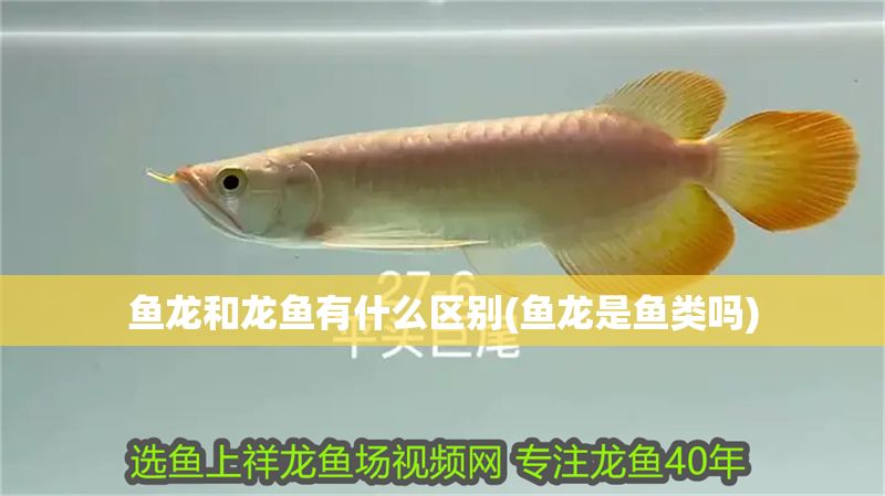 魚龍和龍魚有什么區(qū)別(魚龍是魚類嗎)