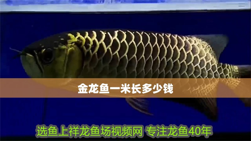 金龍魚(yú)一米長(zhǎng)多少錢