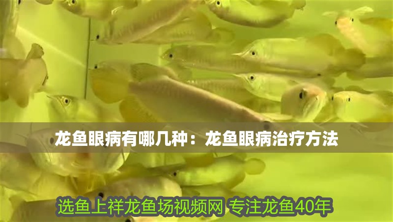 龍魚眼病有哪幾種：龍魚眼病治療方法