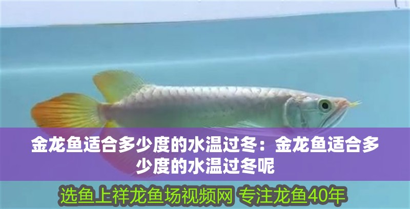 金龍魚(yú)適合多少度的水溫過(guò)冬：金龍魚(yú)適合多少度的水溫過(guò)冬呢