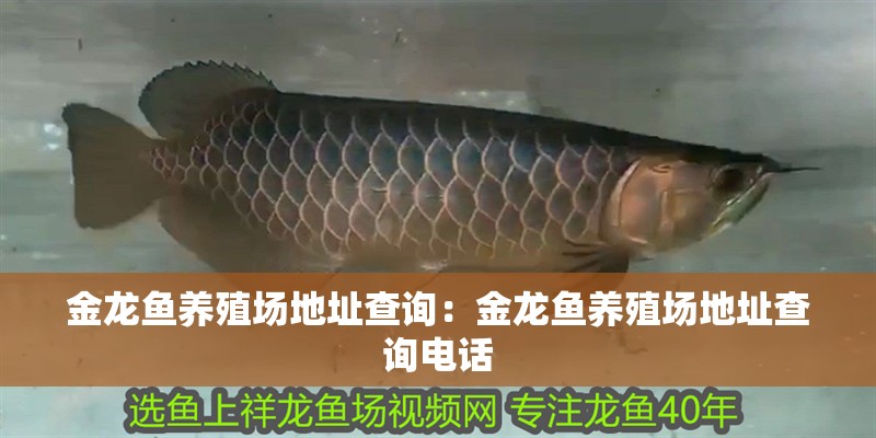 金龍魚養殖場地址查詢：金龍魚養殖場地址查詢電話