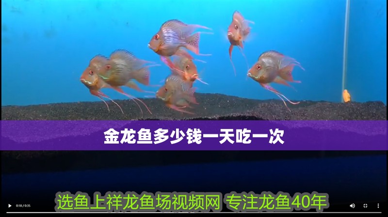 金龍魚多少錢一天吃一次