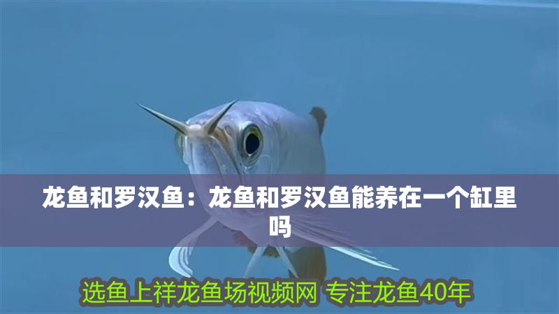 龍魚和羅漢魚：龍魚和羅漢魚能養(yǎng)在一個缸里嗎