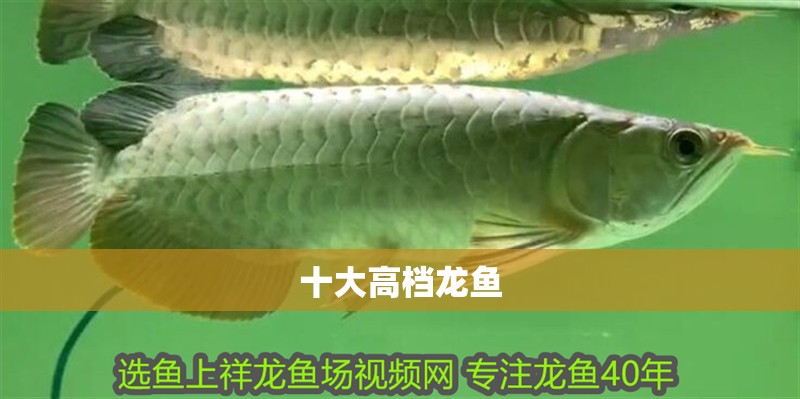 十大高檔龍魚
