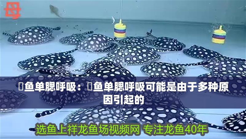 魟魚單腮呼吸：魟魚單腮呼吸可能是由于多種原因引起的