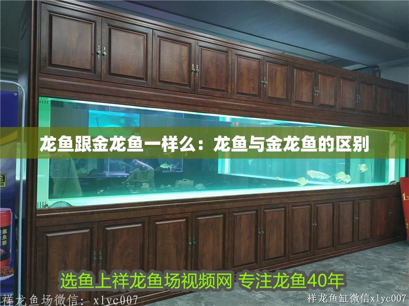 龍魚跟金龍魚一樣么：龍魚與金龍魚的區別