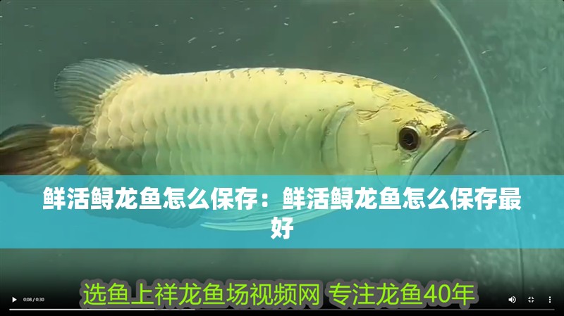 鮮活鱘龍魚怎么保存：鮮活鱘龍魚怎么保存最好