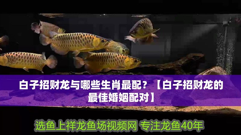 白子招財龍與哪些生肖最配？【白子招財龍的最佳婚姻配對】