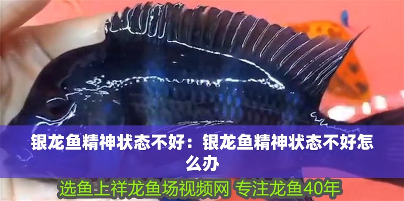 銀龍魚精神狀態不好：銀龍魚精神狀態不好怎么辦