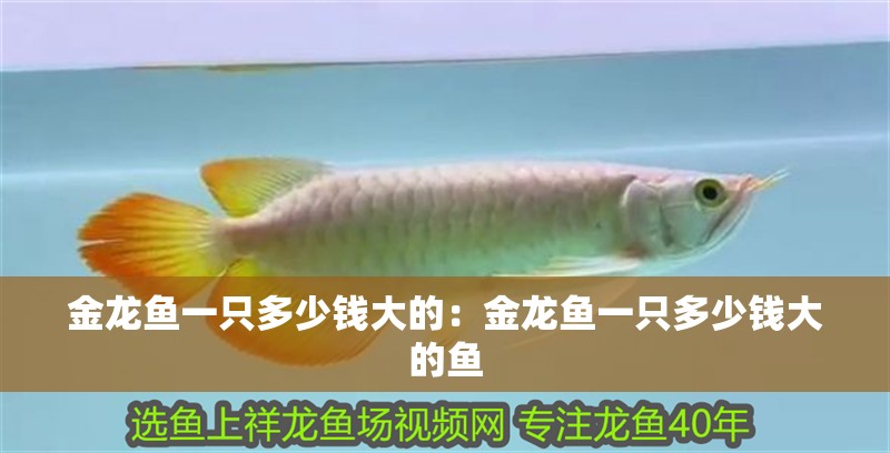 金龍魚一只多少錢大的：金龍魚一只多少錢大的魚