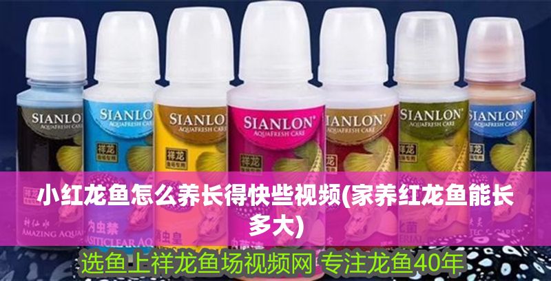 小紅龍魚(yú)怎么養(yǎng)長(zhǎng)得快些視頻(家養(yǎng)紅龍魚(yú)能長(zhǎng)多大)