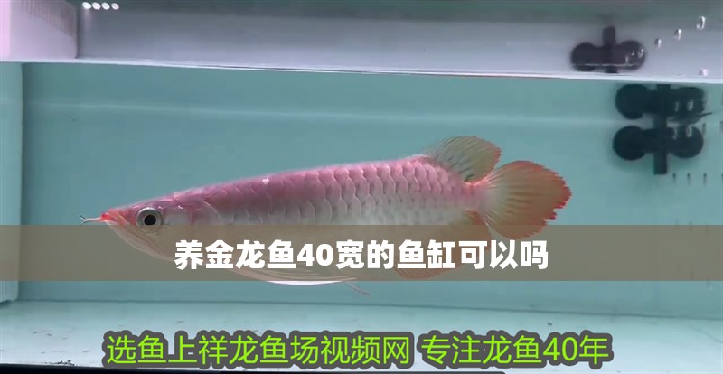 養(yǎng)金龍魚40寬的魚缸可以嗎