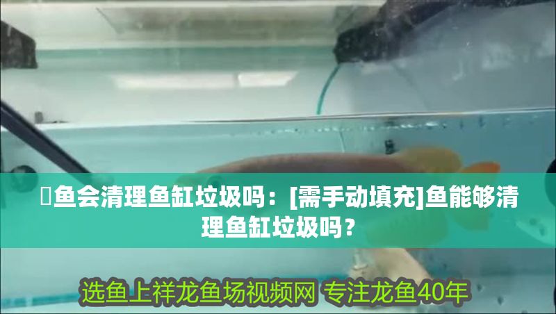 魟魚會清理魚缸垃圾嗎：[需手動填充]魚能夠清理魚缸垃圾嗎？