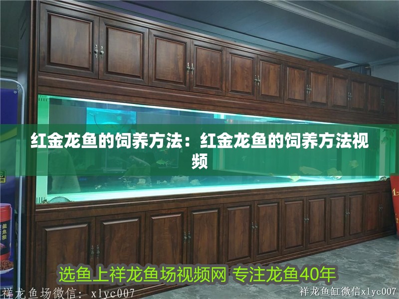 紅金龍魚的飼養(yǎng)方法：紅金龍魚的飼養(yǎng)方法視頻