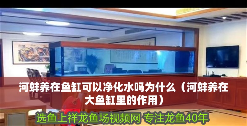 河蚌養在魚缸可以凈化水嗎為什么（河蚌養在大魚缸里的作用）