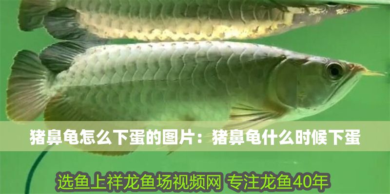 豬鼻龜怎么下蛋的圖片：豬鼻龜什么時候下蛋