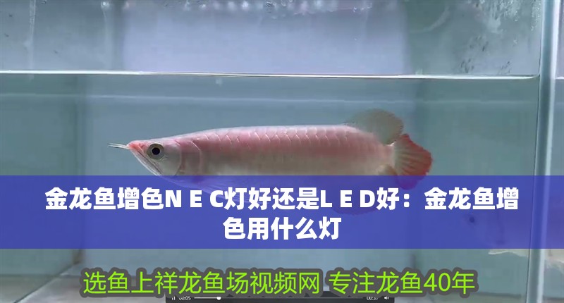 金龍魚增色N E C燈好還是L E D好：金龍魚增色用什么燈