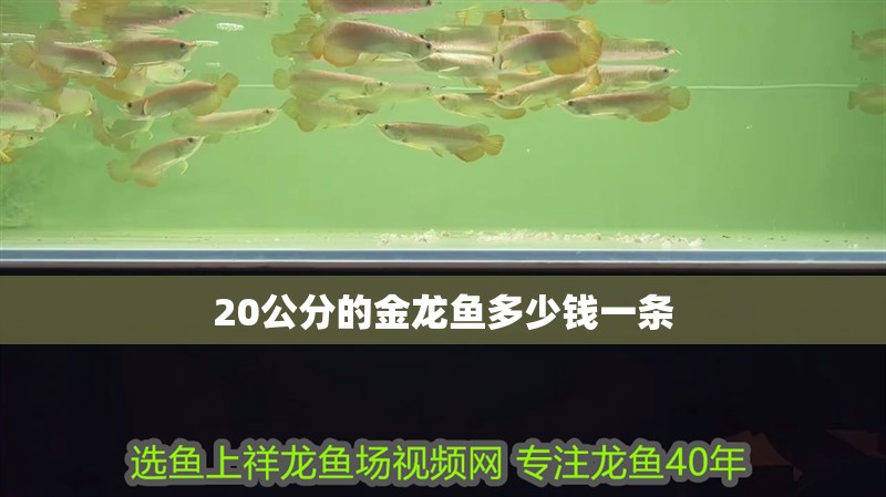 20公分的金龍魚多少錢一條