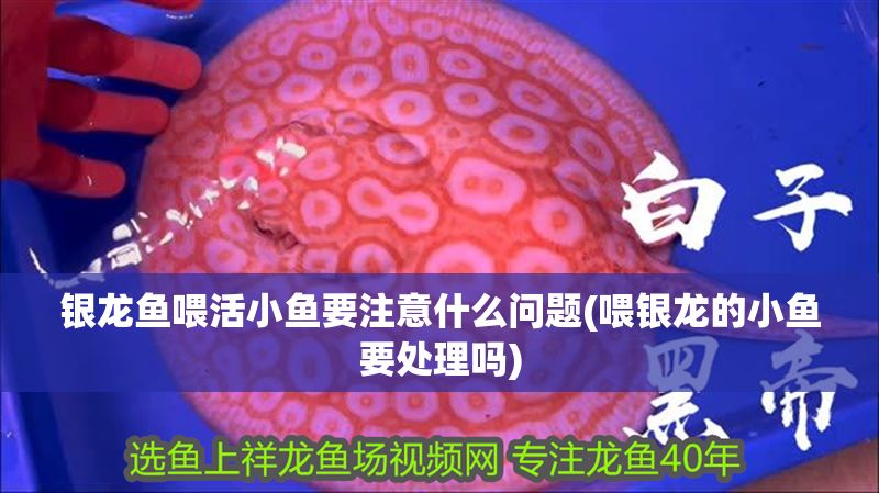 銀龍魚喂活小魚要注意什么問題(喂銀龍的小魚要處理嗎)
