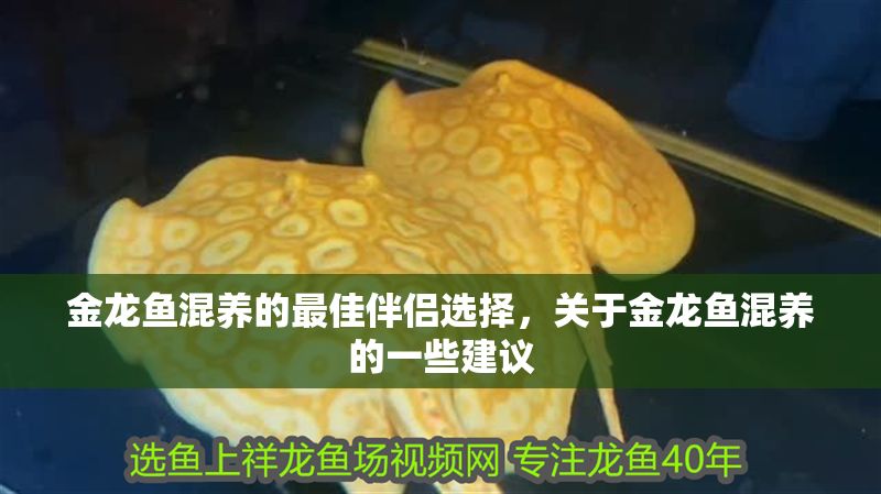 金龍魚混養(yǎng)的最佳伴侶選擇，關(guān)于金龍魚混養(yǎng)的一些建議