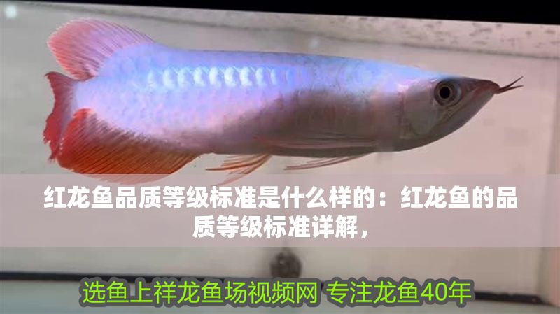 紅龍魚品質等級標準是什么樣的:紅龍魚的品質等級標準詳解, 紅龍魚百科 第1張 紅龍魚品質等級標準是什么樣的:紅龍魚的品質等級標準詳解, 紅龍魚品質等級標準是什么樣的:紅龍魚的品質等級標準詳解, 紅龍魚百科 第1張