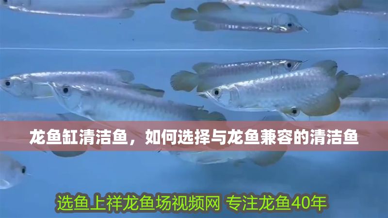 龍魚缸清潔魚，如何選擇與龍魚兼容的清潔魚