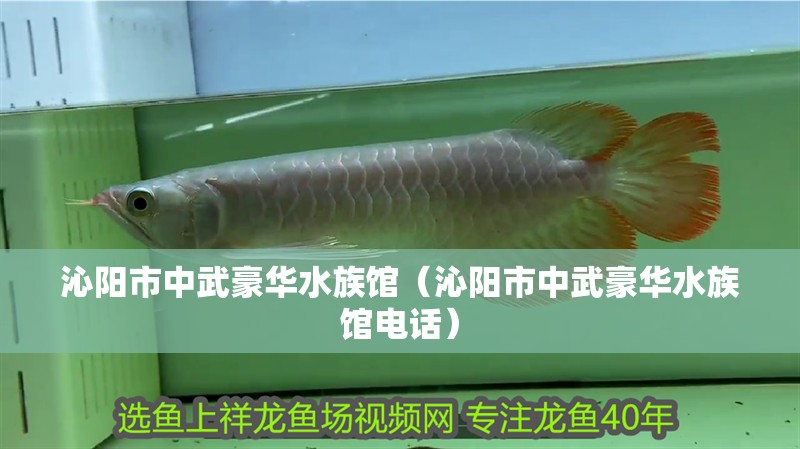 沁陽市中武豪華水族館（沁陽市中武豪華水族館電話）