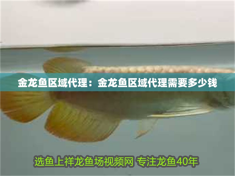 金龍魚(yú)區(qū)域代理：金龍魚(yú)區(qū)域代理需要多少錢(qián)