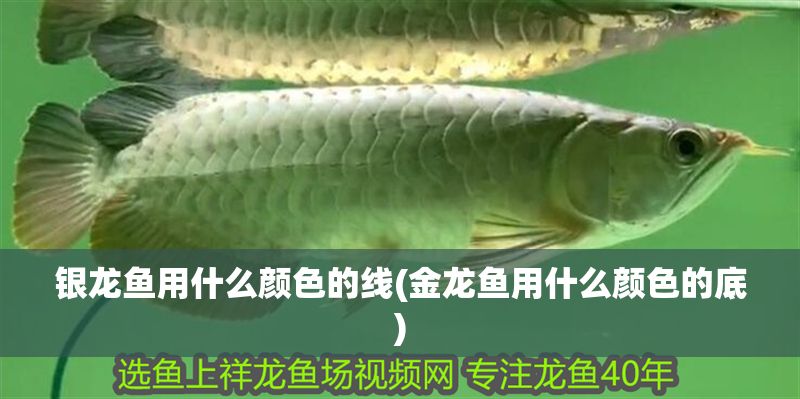 銀龍魚用什么顏色的線(金龍魚用什么顏色的底)