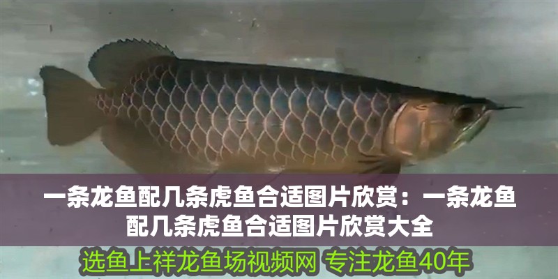 一條龍魚配幾條虎魚合適圖片欣賞:一條龍魚配幾條虎魚合適圖片欣賞大全 水族問答 一條龍魚配幾條虎魚合適圖片欣賞:一條龍魚配幾條虎魚合適圖片欣賞大全 一條龍魚配幾條虎魚合適圖片欣賞:一條龍魚配幾條虎魚合適圖片欣賞大全 水族問答