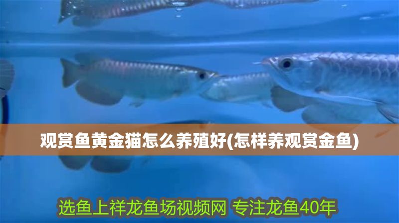 觀賞魚黃金貓怎么養殖好(怎樣養觀賞金魚)