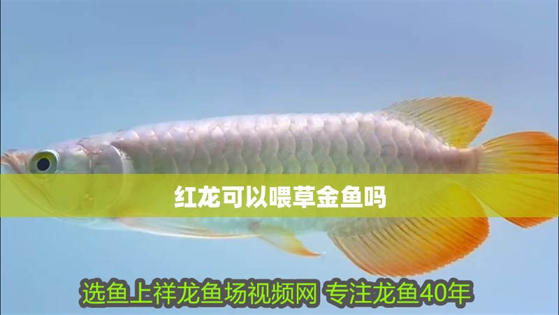 紅龍可以喂草金魚嗎