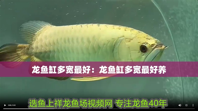 龍魚缸多寬最好：龍魚缸多寬最好養(yǎng)