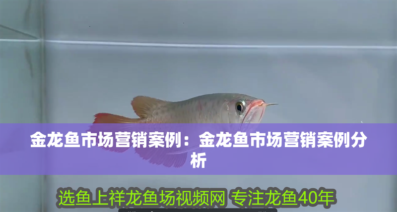 金龍魚市場營銷案例：金龍魚市場營銷案例分析