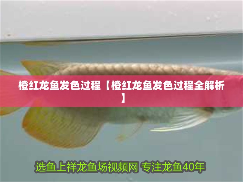 橙紅龍魚發(fā)色過程【橙紅龍魚發(fā)色過程全解析】