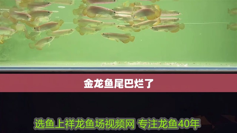 金龍魚尾巴爛了