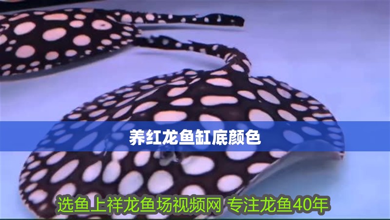 養紅龍魚缸底顏色