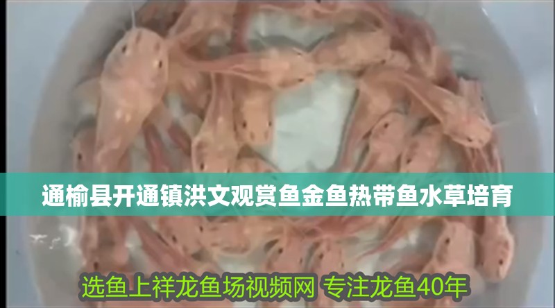 通榆縣開通鎮洪文觀賞魚金魚熱帶魚水草培育