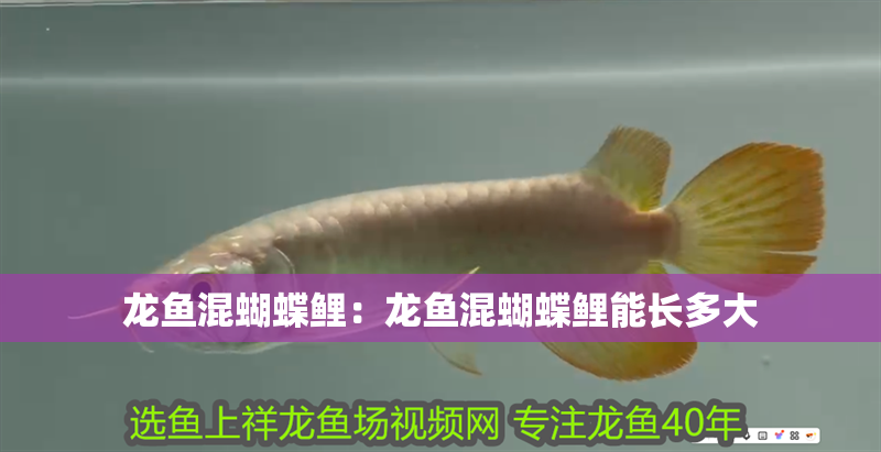 龍魚混蝴蝶鯉：龍魚混蝴蝶鯉能長多大