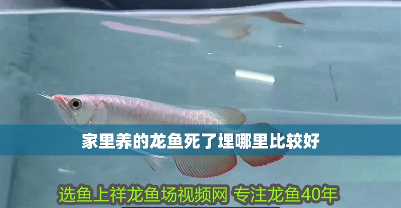 家里養(yǎng)的龍魚死了埋哪里比較好