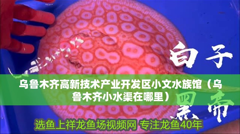 烏魯木齊高新技術產業開發區小文水族館（烏魯木齊小水渠在哪里）