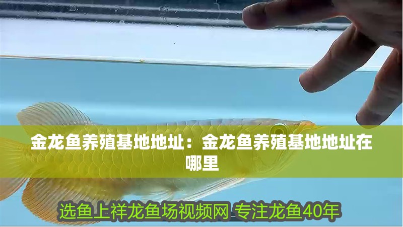 金龍魚養殖基地地址：金龍魚養殖基地地址在哪里