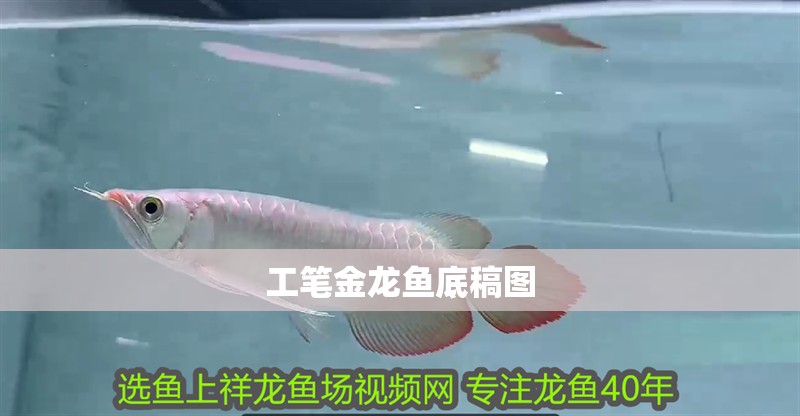 工筆金龍魚底稿圖