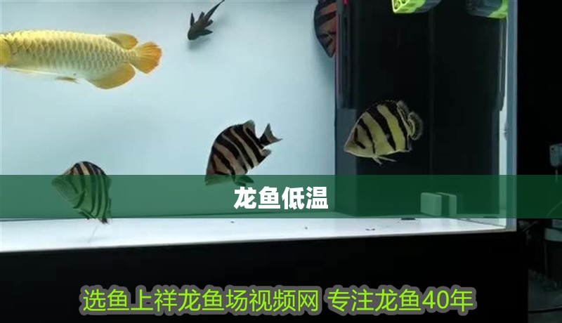 龍魚低溫