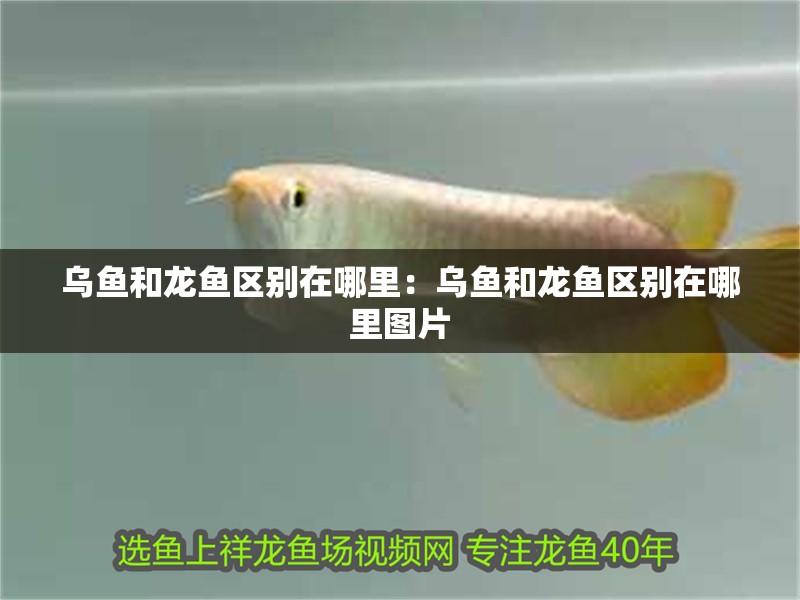 烏魚和龍魚區別在哪里：烏魚和龍魚區別在哪里圖片