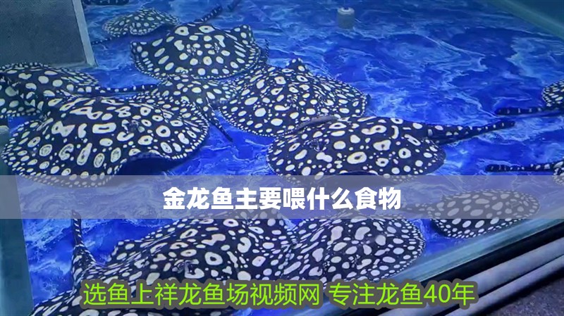 金龍魚主要喂什么食物