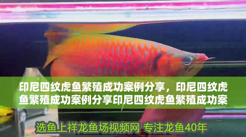 印尼四紋虎魚繁殖成功案例分享，印尼四紋虎魚繁殖成功案例分享印尼四紋虎魚繁殖成功案例分享