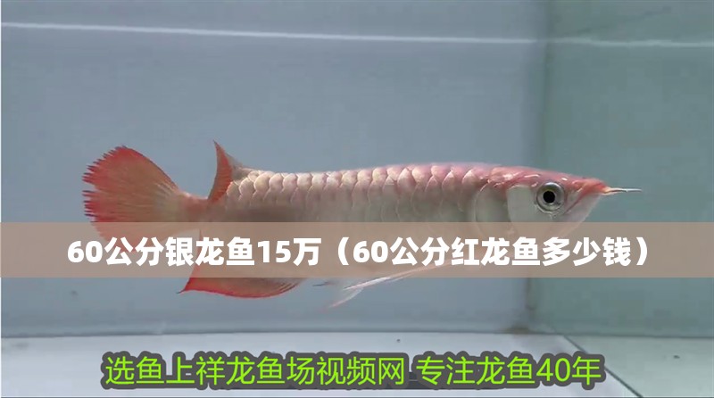 60公分銀龍魚15萬（60公分紅龍魚多少錢）